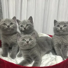 британские котятя