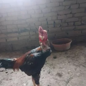 Дакан.