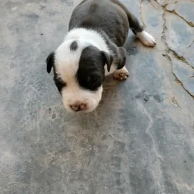 pitbul