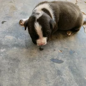 pitbul