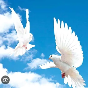 kepderi uçurumlar ucin