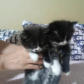 Котики