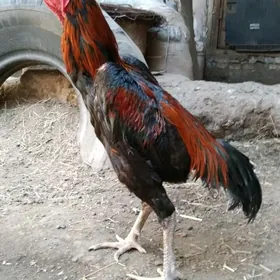 horaz