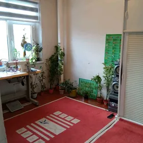 satlyk jay Tejen