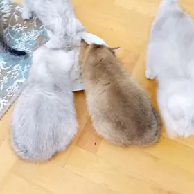 Шотландские котята