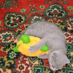 Вислоухий лиловый котик