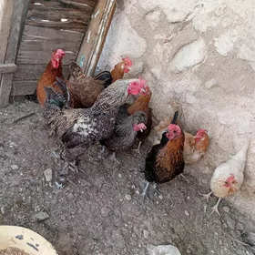tawuk