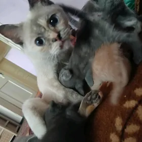 шотландские котята