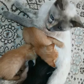 сиямские котята