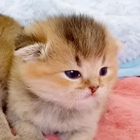 Мальчик и девочка страйт