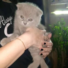 Вислоухий мальчик