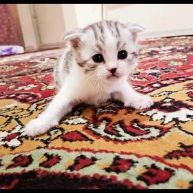 Pisik kot кошка
