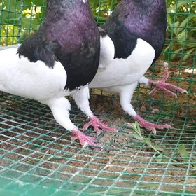 Kepderi