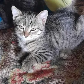 котенок