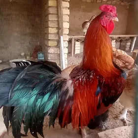 Horoz alýan gowy urşýan
