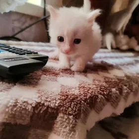 Котята