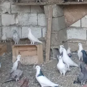 kepderi gus
