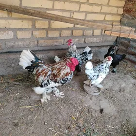 buharski yaponciki