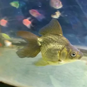 ternesiya skalyar zalatoy