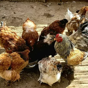Brama yumurtga 