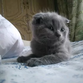 Шотландская котят