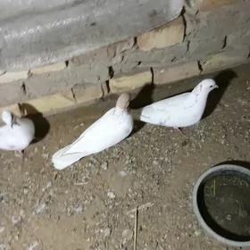 kepderi