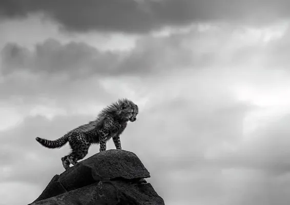 Черно-белая природа: не опубликованные кадры с конкурса Monochrome Photography Awards