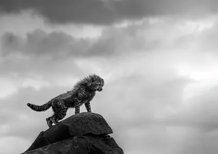 Черно-белая природа: не опубликованные кадры с конкурса Monochrome Photography Awards