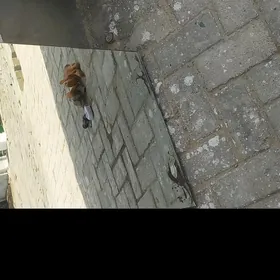 Aýna ýuz görilýän 56/46.