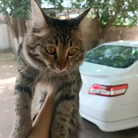 отдам кошку в добрые руки