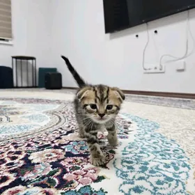 Котята шотландские