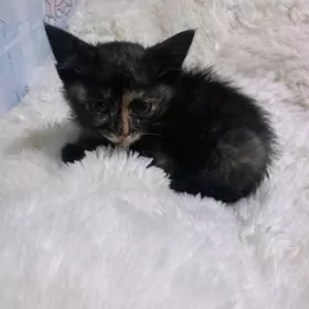 котёнок
