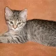 Котёнок