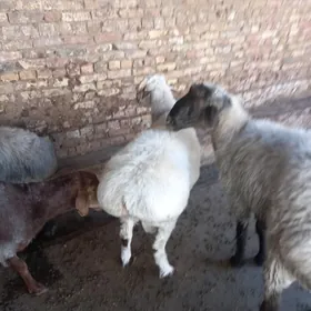 semiz goçkarlar