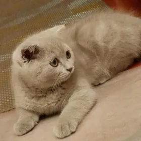 Шотландский мальчик