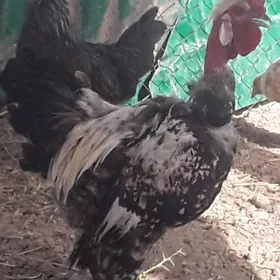 brama horoz