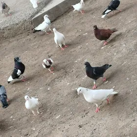 ak kepderi