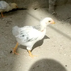 ADLER  JÜÝJELERI