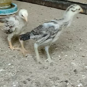 Ташкент жуже