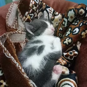 котёнок
