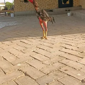 horaz