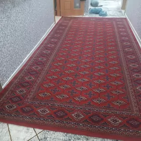 haly 5x2.5 eyran