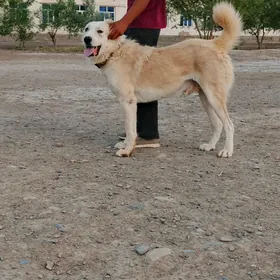 it