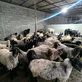 ÌŞEK BAKYLAN