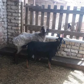 goýun geçi