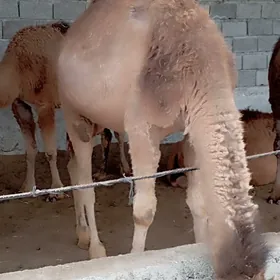 Ogşuklar