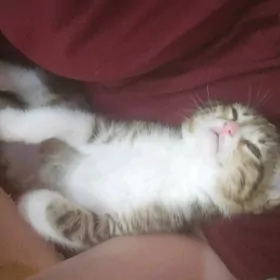 котятки в добрые руки