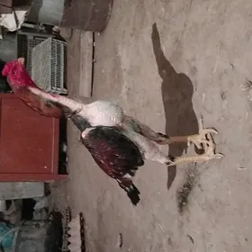horaz