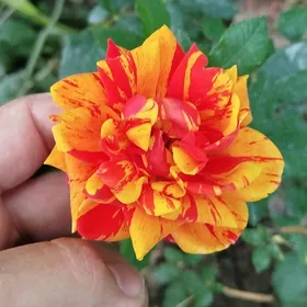 Голландские розы из ирана