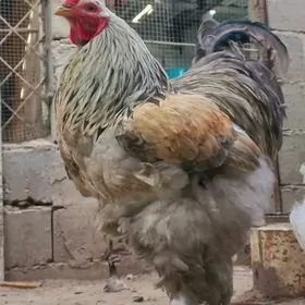 Brama Horaz blu porselon